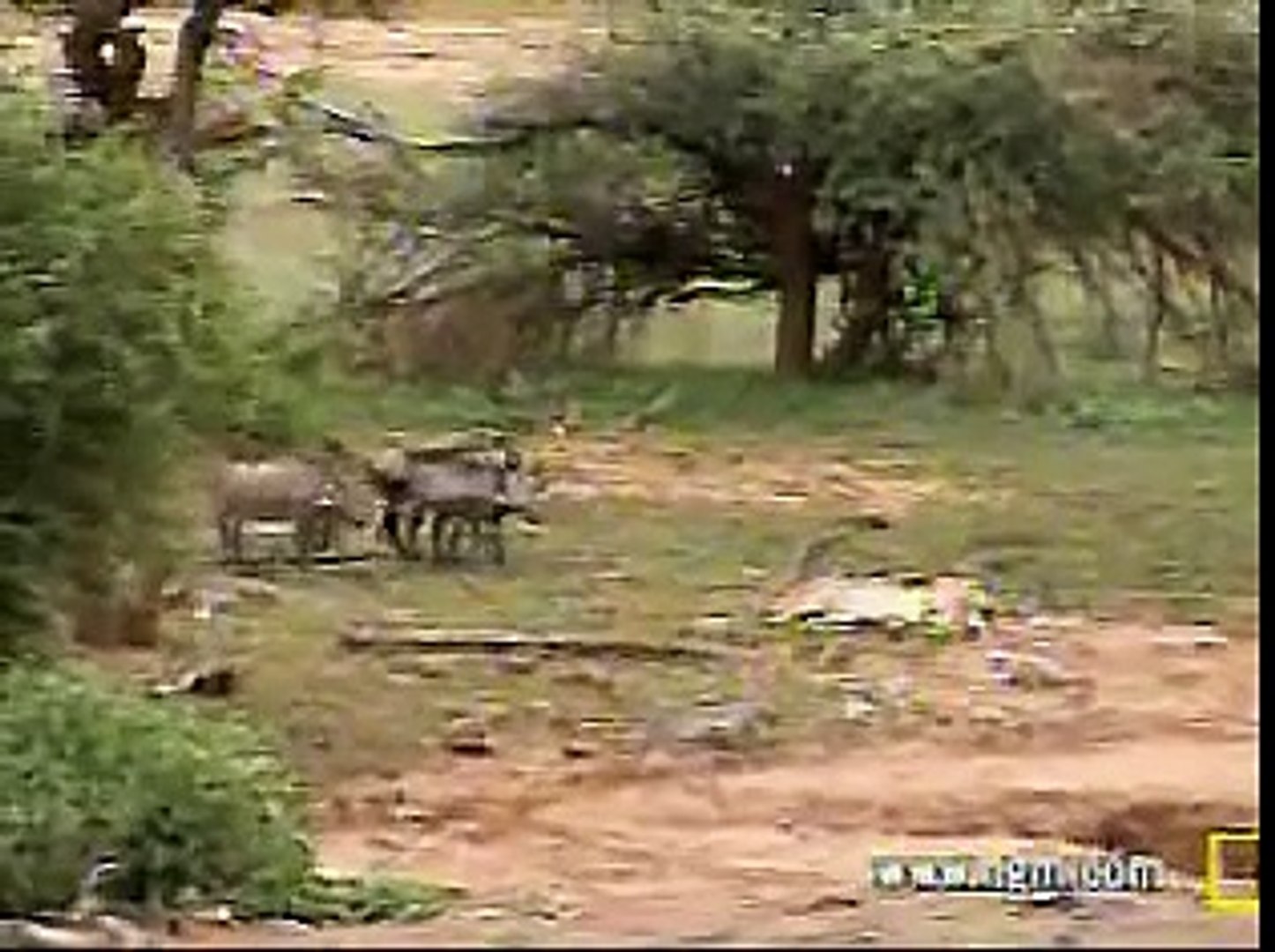 Warthogs Dining on Impala Carcass #1 at Pete's Pond 12/05/06