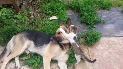 Бесстрашный котенок: История о храбрости и приключениях 🐾