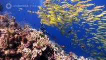 Diving the Ribbon Reefs on Australia's Great Barrier Reef