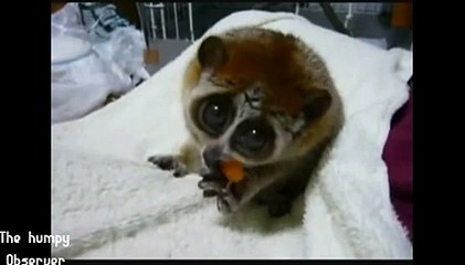 Prepare to have your heart melted. - Animals Australia_