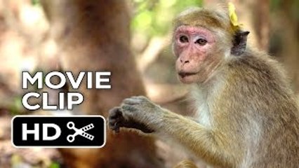 Monkey Kingdom Movie CLIP - We're the Monkeys (2015) - Disneynature Documentary _HD