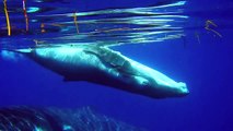Close Encounters: Swimming with Humpback Whales in Tonga