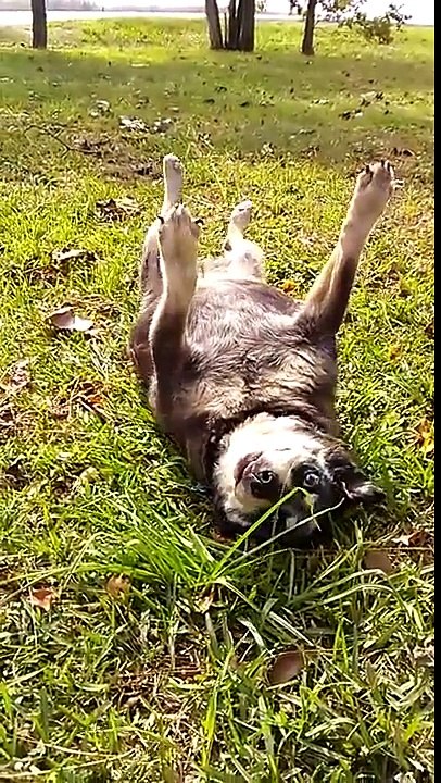 Вставай толстый пес | Get up fat dog | Levez-vous chien de la graisse