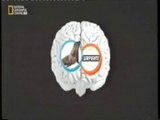 Cerebro: Interferencia palabras-imagenes