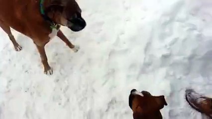 Arkadaşını Trolleyen Köpek