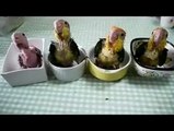 Yeni Doğmuş Yavru Papağanlar