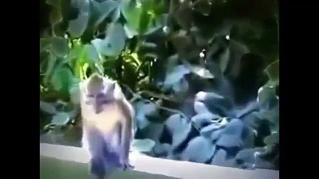 Sexxyyy Video 2015 Nik English Best Funny Animals Compilation Funny Videos 2015 Hd Part54