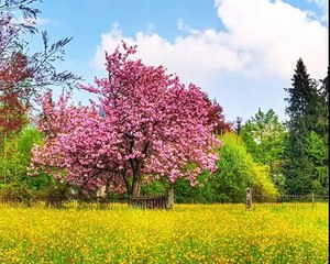 Sound of Silence  (James last).wmv