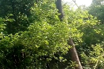 The Jungle Land,  Forests in Punjab