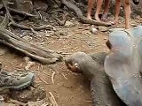 Hungry Galapagos giant tortoise