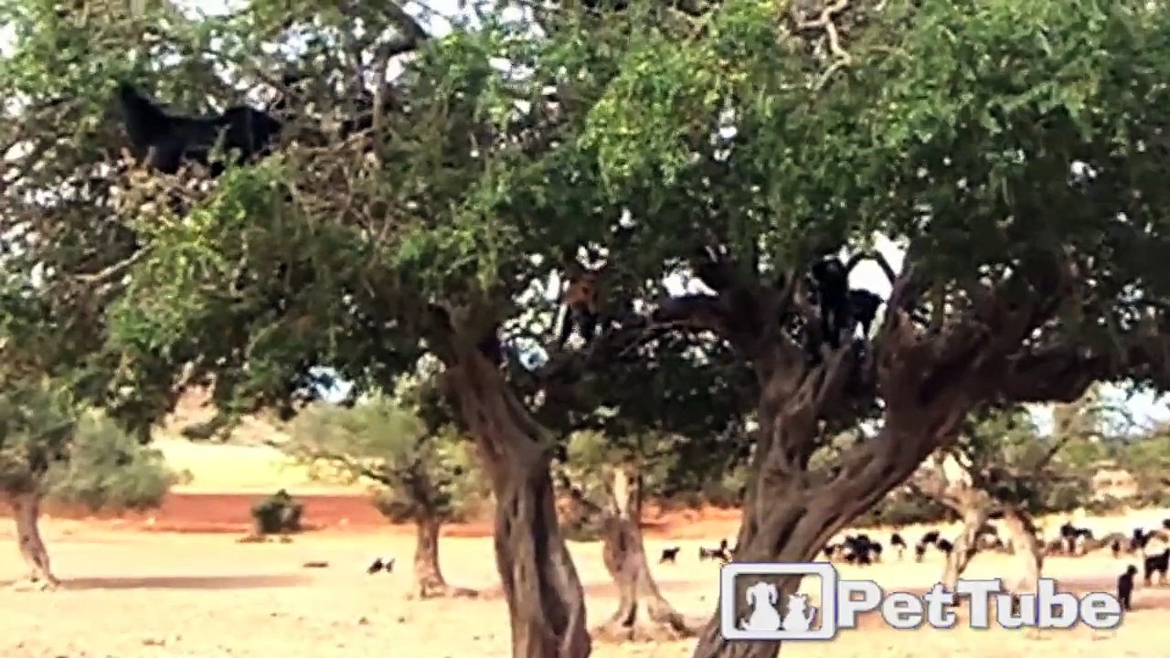 Goat Tree Trimming Service