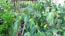 Tomato Aphids and a Soap Spray Cure