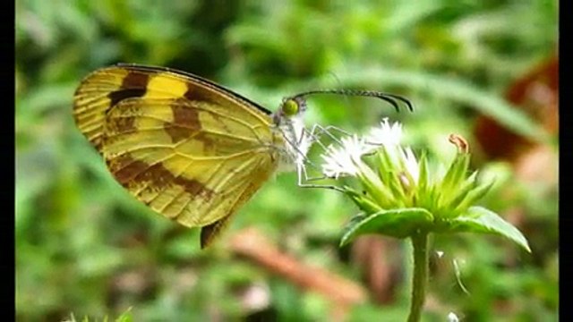 Folclor y Ecoturismo 4 - MARIPOSAS Y LIBELULAS DE COLOMBIA. MÚSICA ANDINA