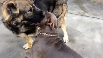 Caucasian Shepherd fights Pitbull