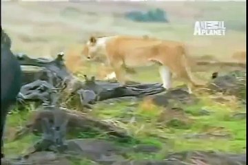 Lion vs Buffalo fight - Buffalo surviving
