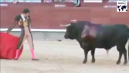 OMG!!! Bull VS Man