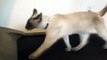 Сиамский кот на беговой дорожке | Siamese Cat Running on a Treadmill | Chat siamois sur un tapis roulant