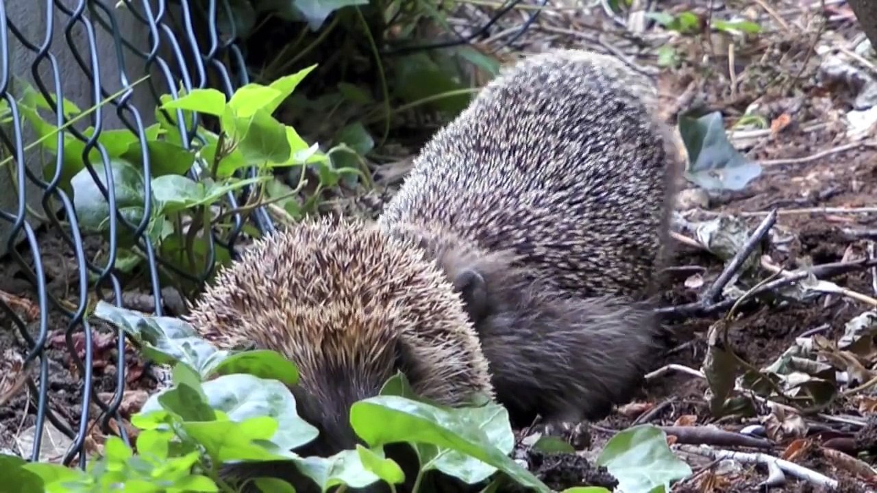Igel Paarung