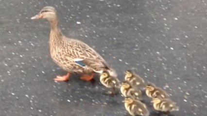 Adorable ducklings spotted in downtown D.C.