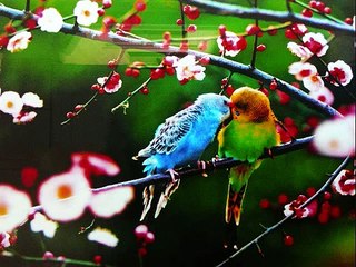 أحمد أزرق ـ موال ـ آمنت بالله