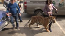 Child Maimed in Ukraine Conflict Gets to Meet Tiger