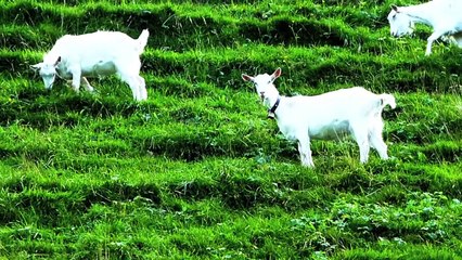 Die 10 schönsten Ziegenrassen - Dokumentation Ziegen, Tiere, Tauernschecken, Blobe, Girgentana, HD