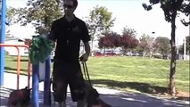 Dog Training - Solving aggression problems
