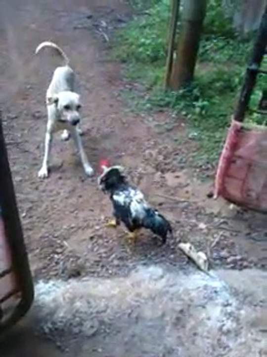 Fighting Dog with Hen