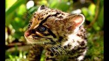 Cute Adorable Sweet Baby Animals ( Slideshow Whit Celtic Music )