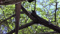 Komodo Dragon | Wild Animals - Planet Doc Full Documentaries