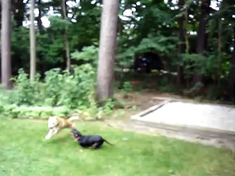 Shiba 500