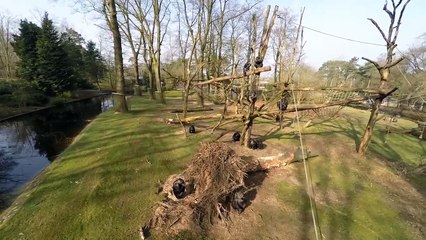 Monkey Takes Down Drone