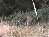 Deer beats the S**T out of a hunter!!! Haha - Deer 1 / Hunter 0
