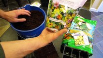 Starting Seeds Indoors - Perennial Flower Plugs for the Vegetable Garden: The Rusted Garden 2013