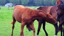 Horses in the field (Stabilized)