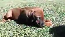 Rudo