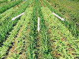 Organic High Residue Reduced-Till Cover Cropping 3: Weed Em and Reap