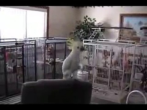 Snowball Dancing Another One Bites The Dust