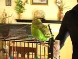 Caring for Parakeets : Teaching a Parakeet to Talk