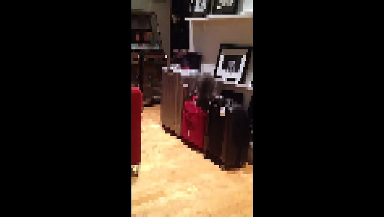 Ce Chat trop Curieux se fait Punir par le Destin