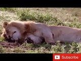 African Animals HD 5 African Lion Lion Attacks lion battle