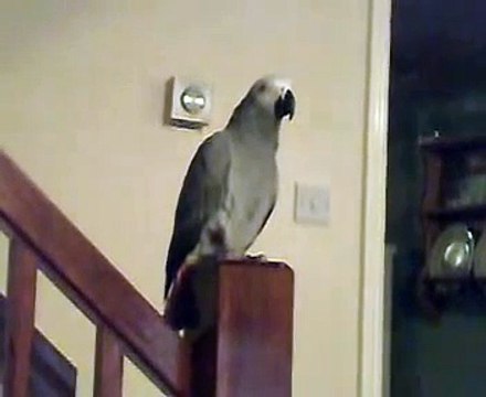 talking African Grey Parrot - Casper