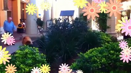 _C'est La Vie_ French Project(360p_H.264-AAC)