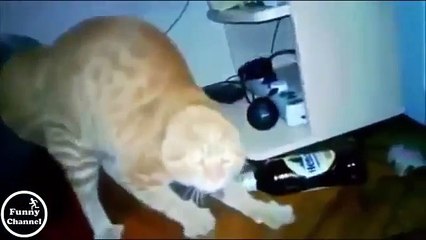 New Funny Videos 2015_ ▶ Funny VideOs HOt