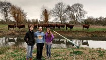 Cows Stand to Attention for a Didgeridoo