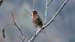 Ptice Hrvatske - Zeba, mužjak (Fringilla coelebs) (Birds of Croatia - Chaffinch, male) (1/5)