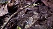 Grasshoppers vs. Driver Ants - Ant  Attack - BBC Earth