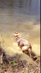 Un chien pique une crise lorsqu'on lui dit qu'il doit s'arrêter de nager !