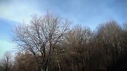 Golden Eagle Snatches small Kid in Montreal park
