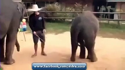 Dancing Elephant